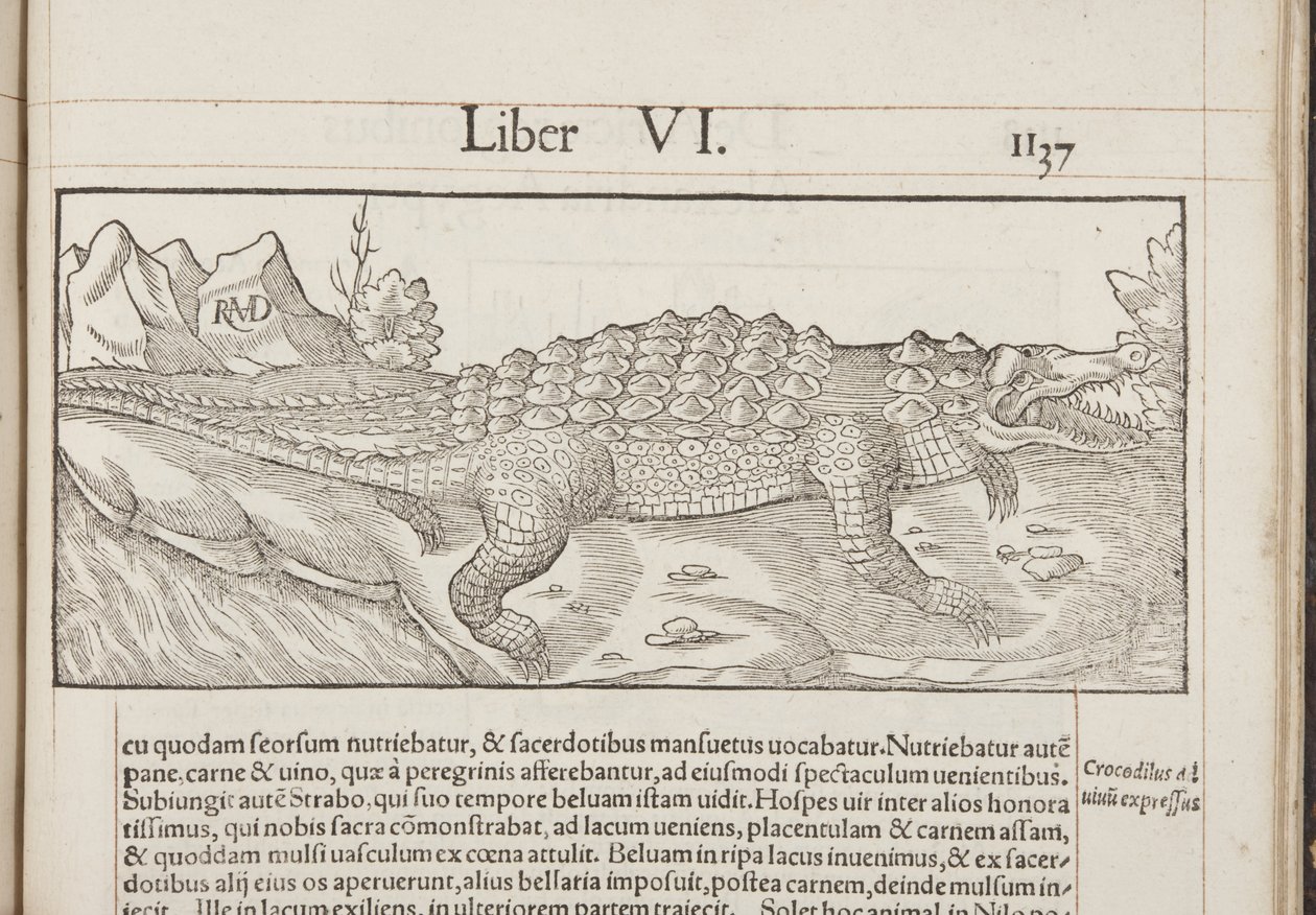 Cosmographia, Fol 1137, 1544 by Sebastian Munster