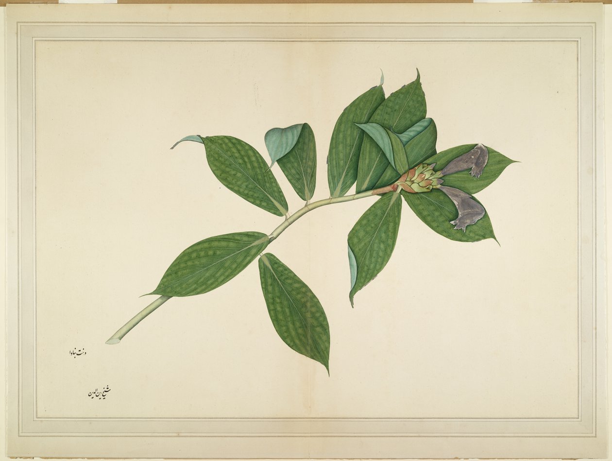 Crepe Ginger Plant, folio from a Series Commissioned by Lady Impey by Shaikh Zain ud Din