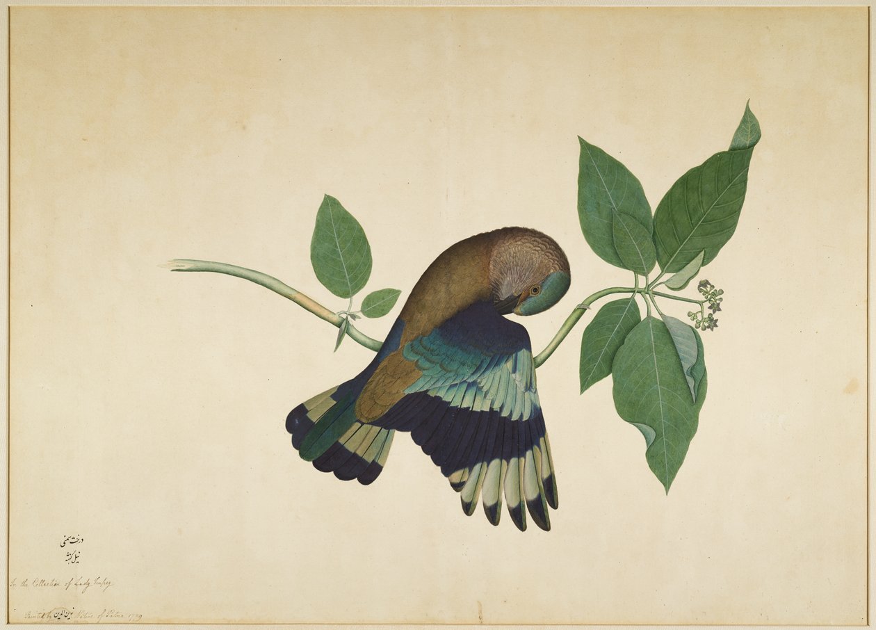Indian Roller on Sandalwood Branch, Folio from a Series Commissioned by Lady Impey by Shaikh Zain ud Din