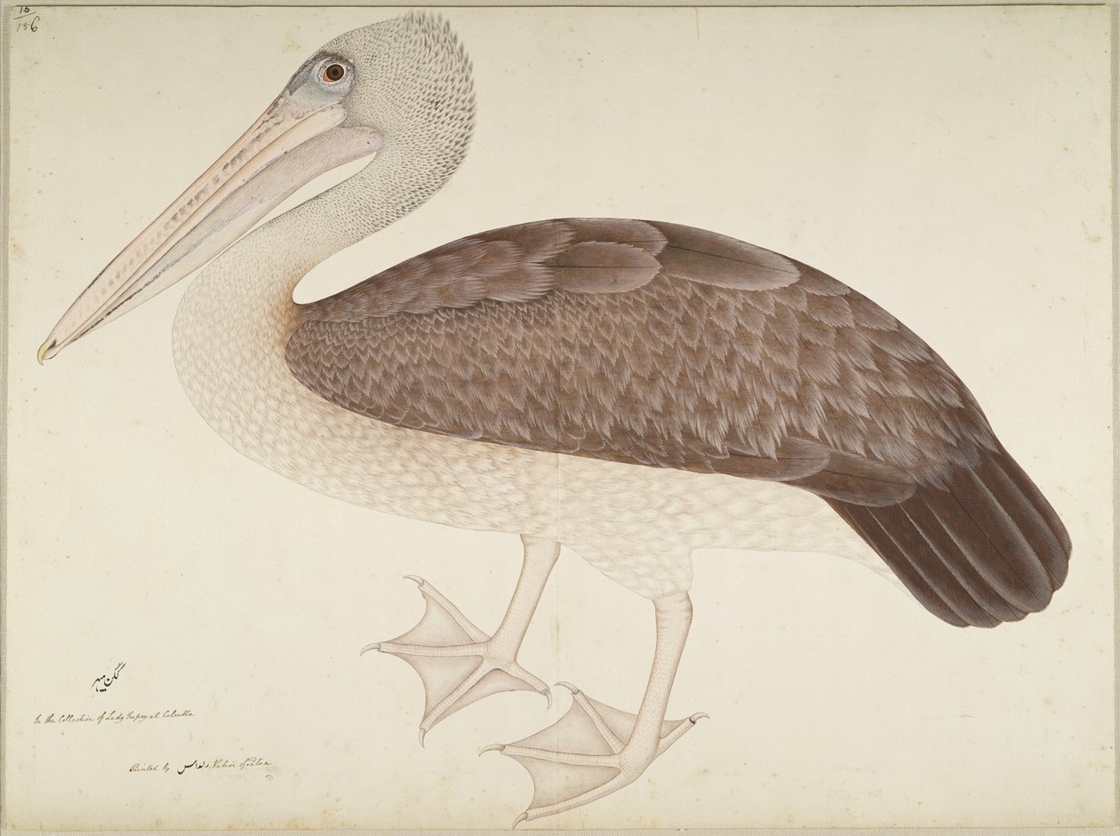Spotbilled Pelican, folio from a Series Commissioned by Lady Impey by Shaikh Zain ud Din