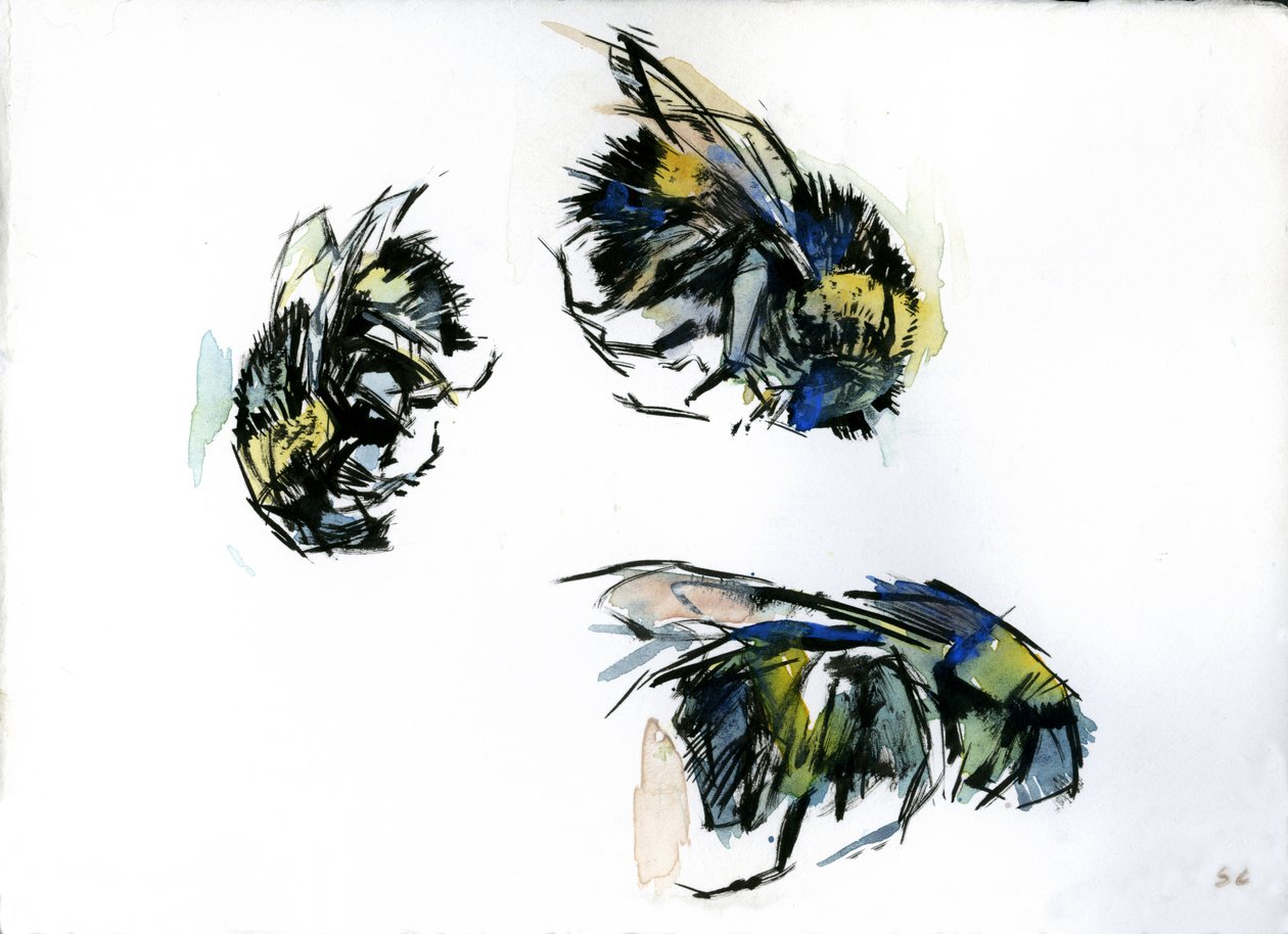 Bee Studies, 2024 by Shaun Carey