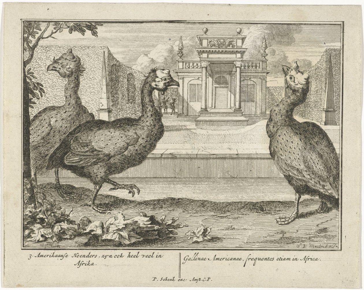 Guinea Fowls by Sieuwert van der Meulen