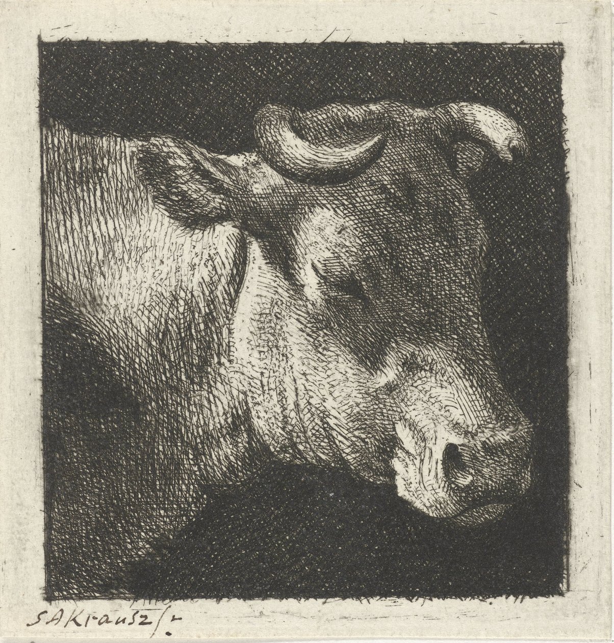 Cow