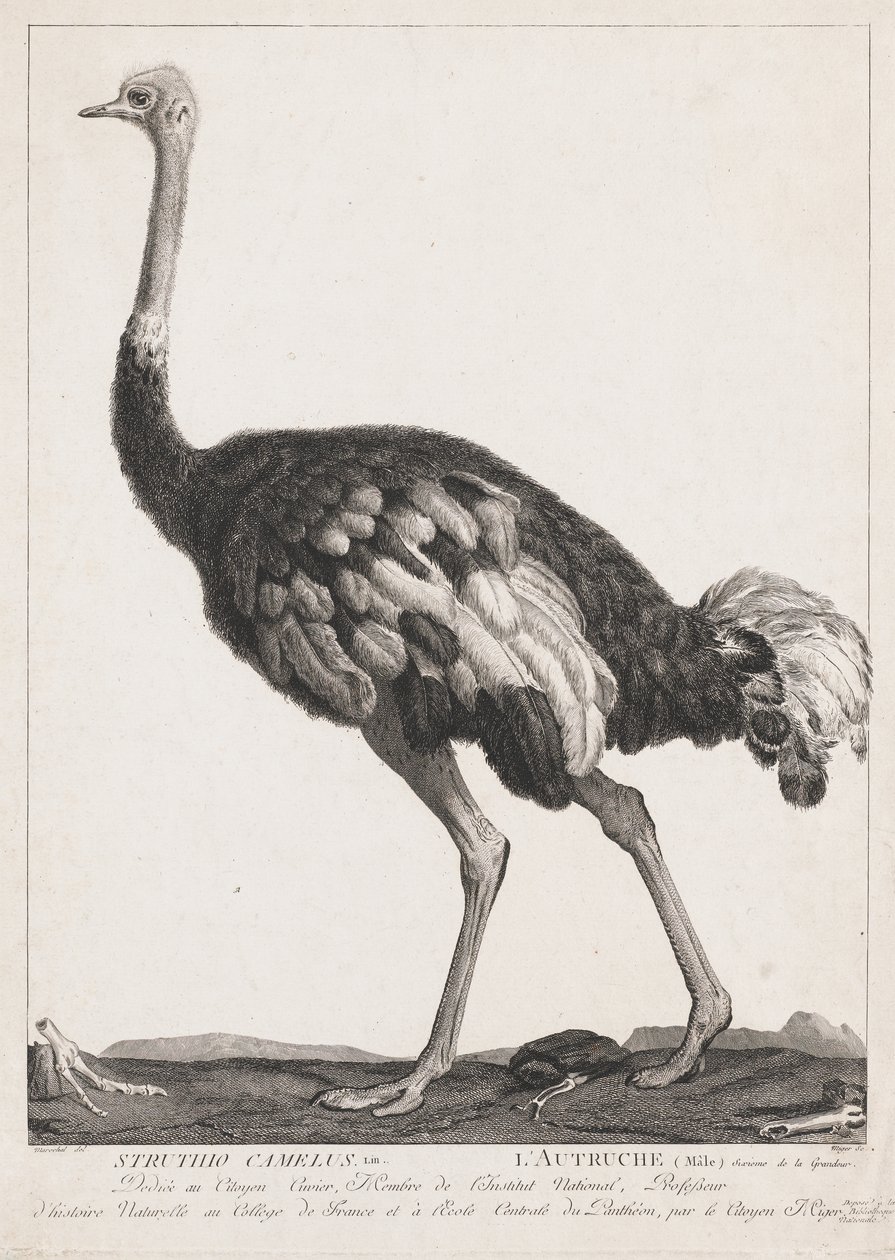 Ostrich by Simon Charles Miger
