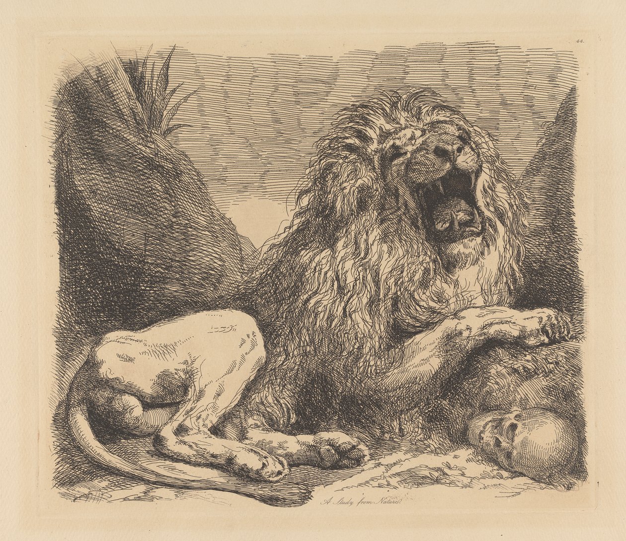 A Study from Nature; a lion among rocks, roaring, a human skull lower right by Sir George Hayter