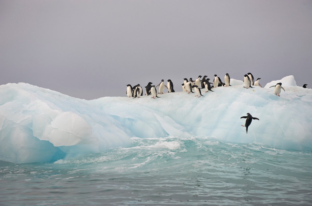 Adelie penguins, Pygoscelis adeliae, on an iceberg, 2022 by Sisse Brimberg