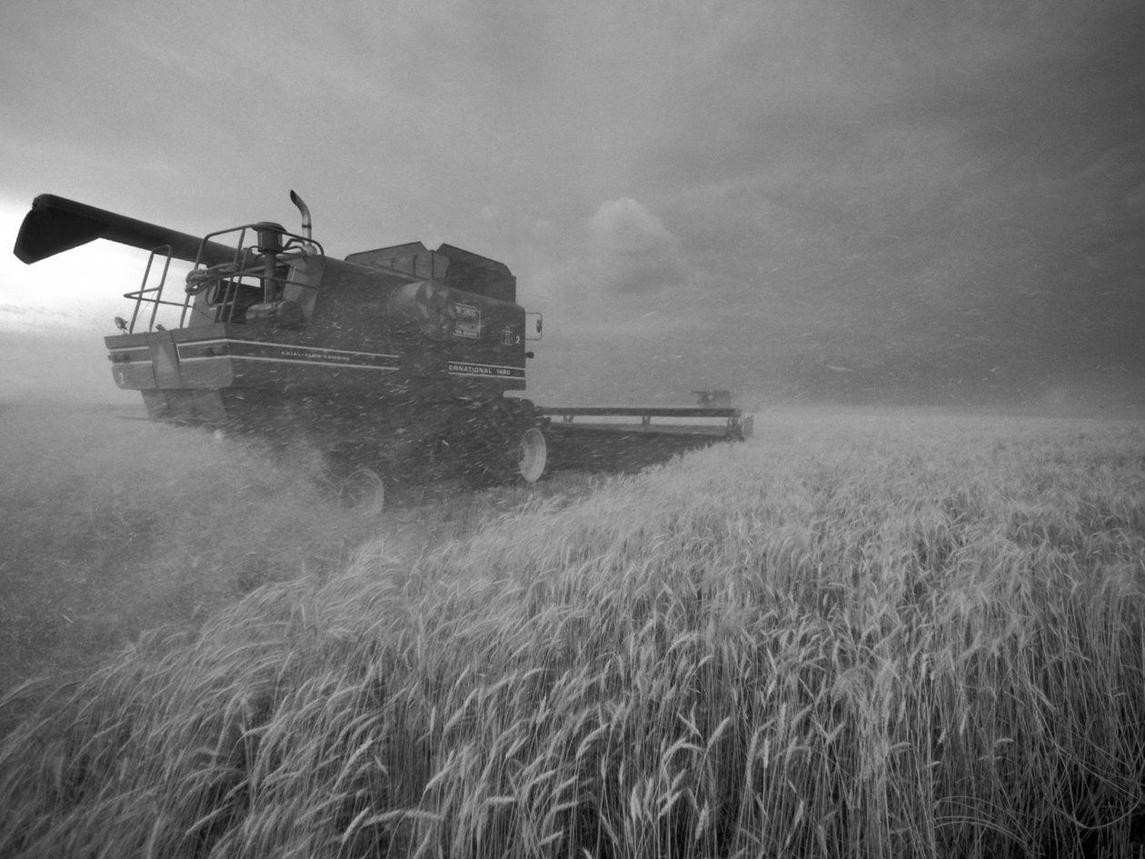 United States, Kansas: Kansas wheat being harvested at dusk during summer