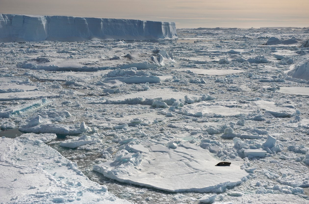 Weddell seal, Leptonychotes weddellii, resting near tabular icebergs, Antarctica, 2022 by Sisse Brimberg