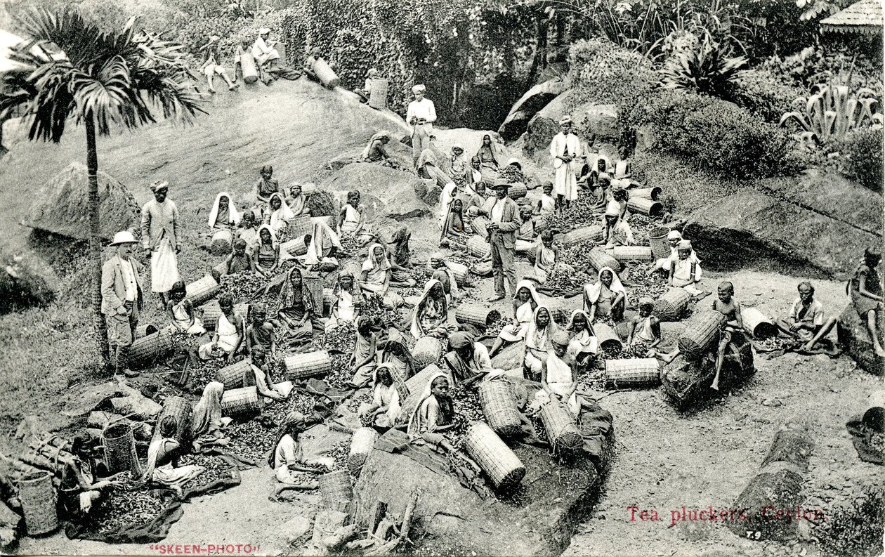 Tea-pluckers, Ceylon by Skeen and Co.: Buy fine art prints