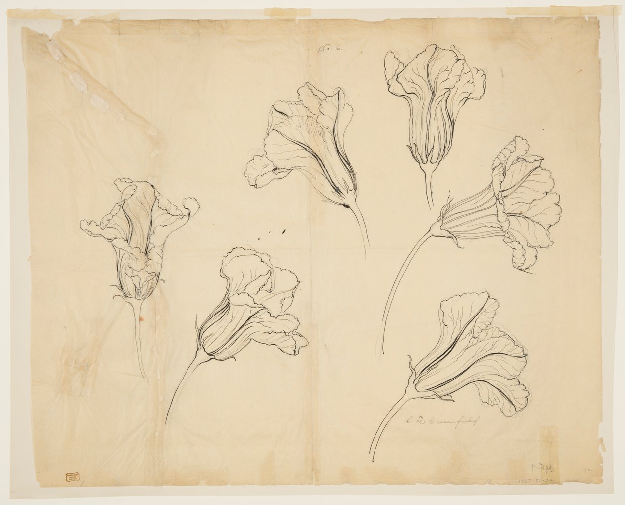 Studies of Squash or Pumpkin Blossoms by Sophia L. Crownfield