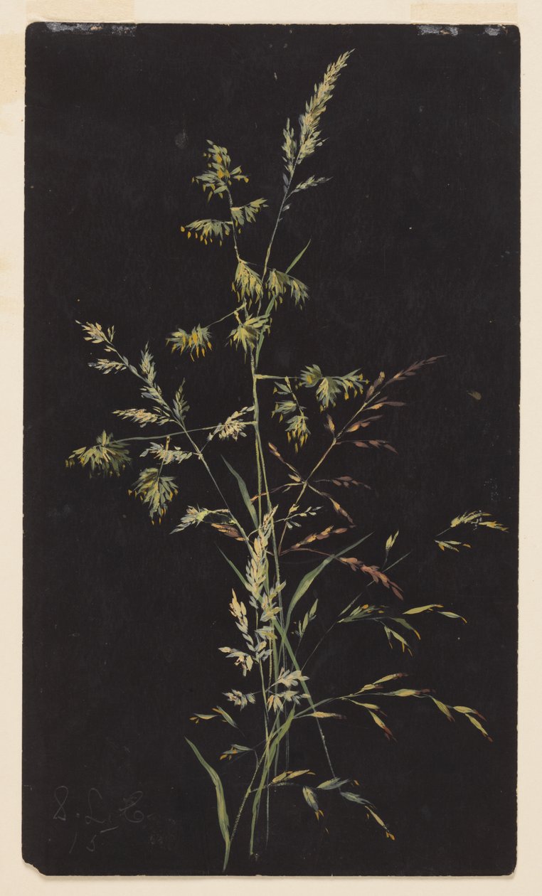 Study of Grass in Seed by Sophia L. Crownfield