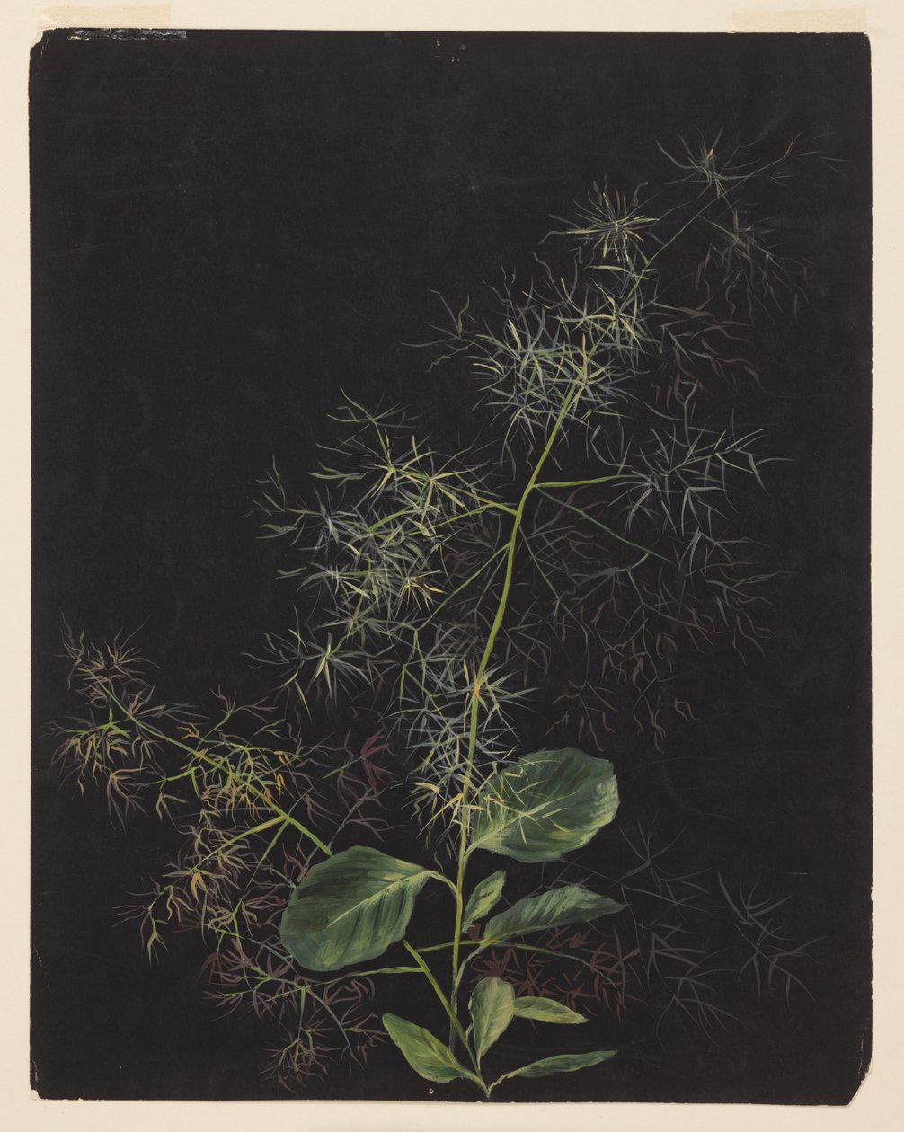 Study of Plant, Possibly Tufted Hairgrass by Sophia L. Crownfield