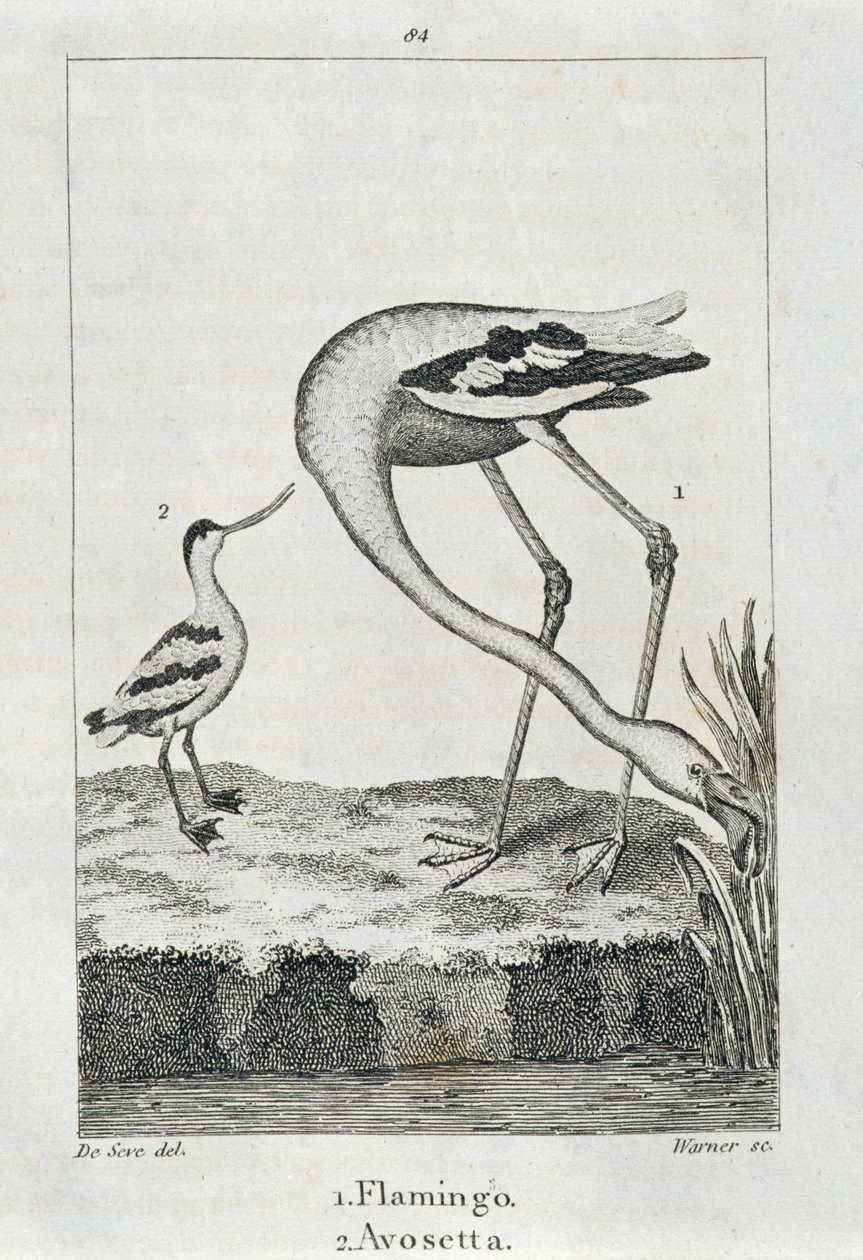 Flamingo and Avosetta, from 'A History of the Earth and Animated Nature'
