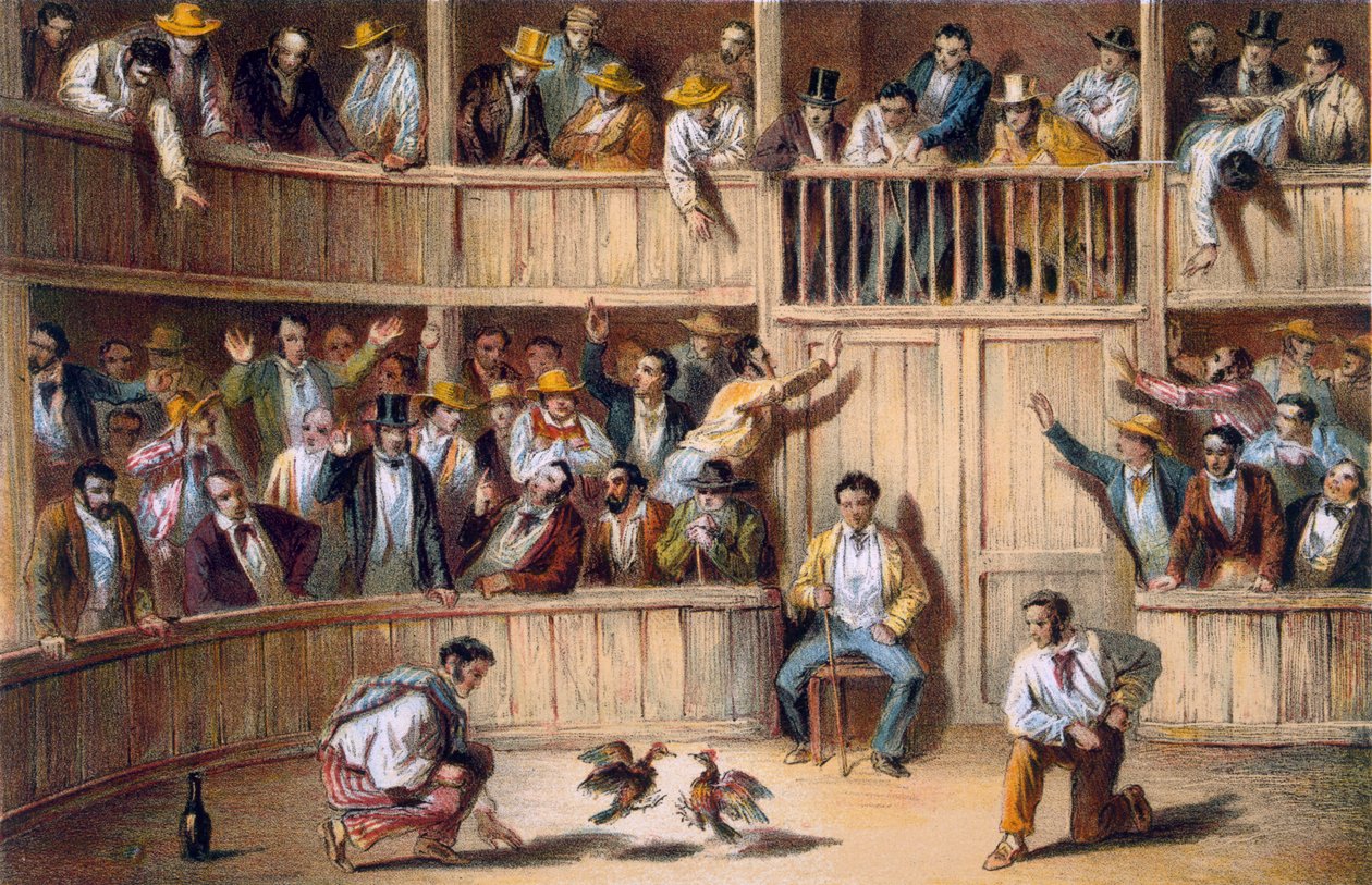 Valla de Gallos, Cuba by Spanish School