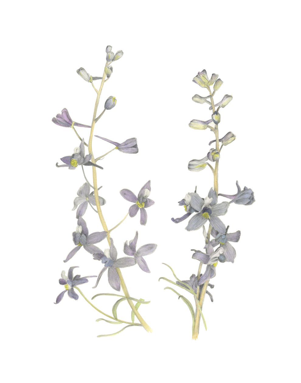 Larkspur by Stacy Hsu