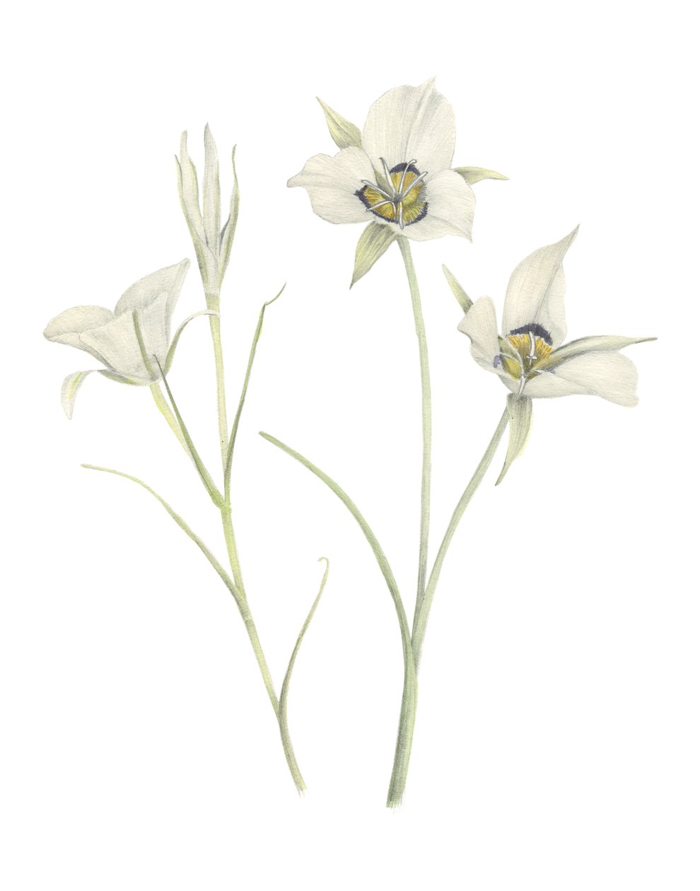 Mariposa Lily by Stacy Hsu