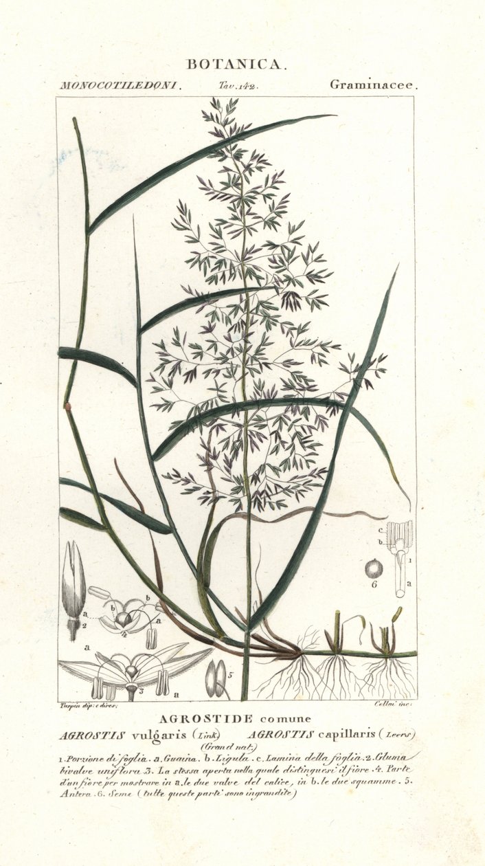 Common bent, Agrostis capillaris by Stanghi Stanghi