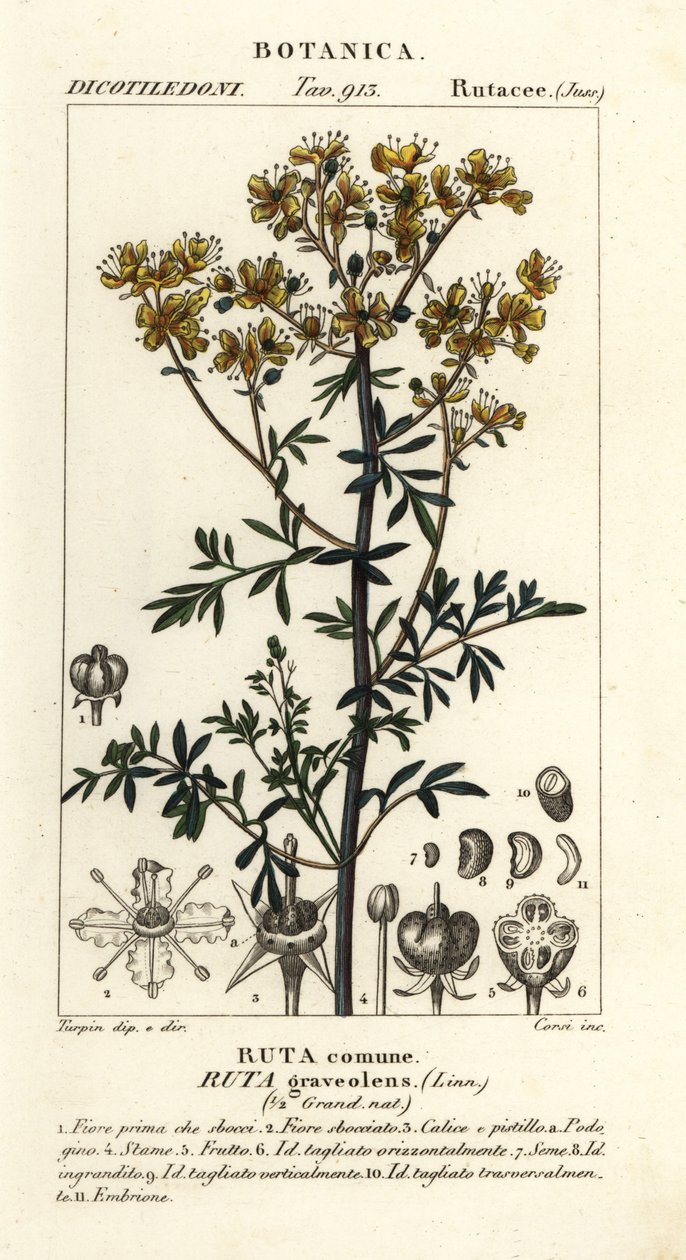 Rue Flowers Drawing