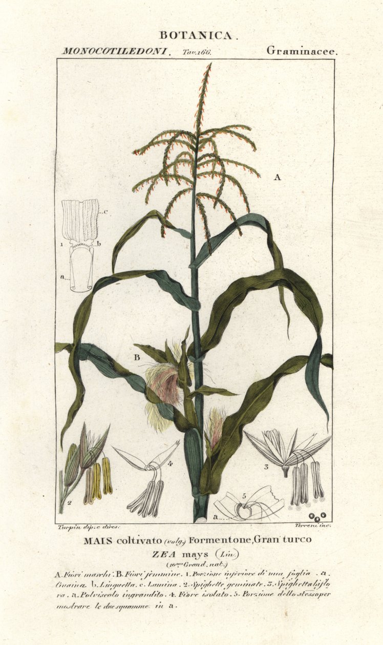 Corn or maize, Zea mays by Stanghi Stanghi