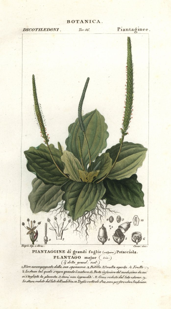 Greater Plantain by Stanghi Stanghi