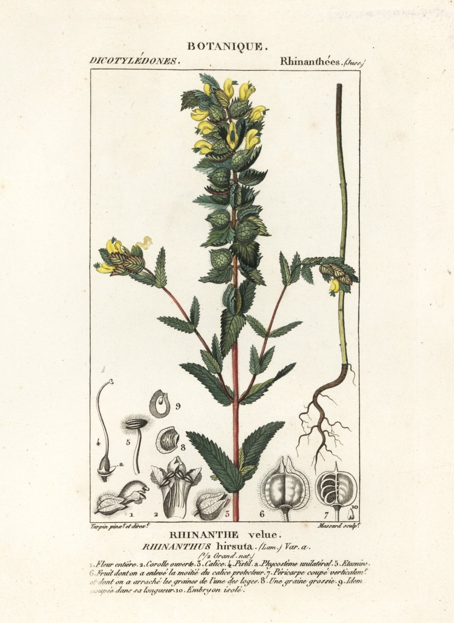 Greater yellow rattle by Stanghi Stanghi: Fine art print