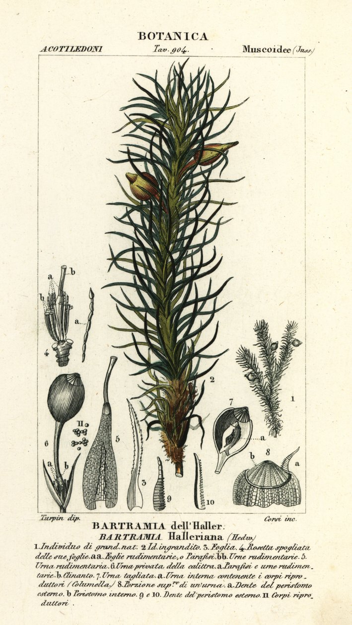 Haller’s Apple Moss, Bartramia halleriana by Stanghi Stanghi