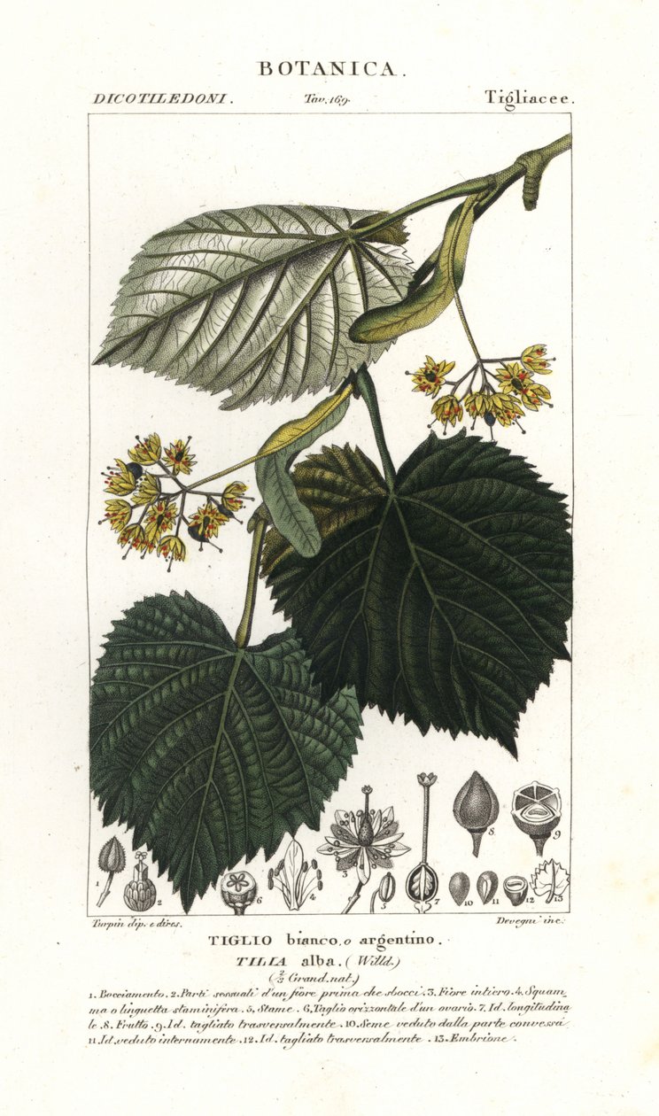 Lime tree or linden tree, Tilia alba by Stanghi Stanghi