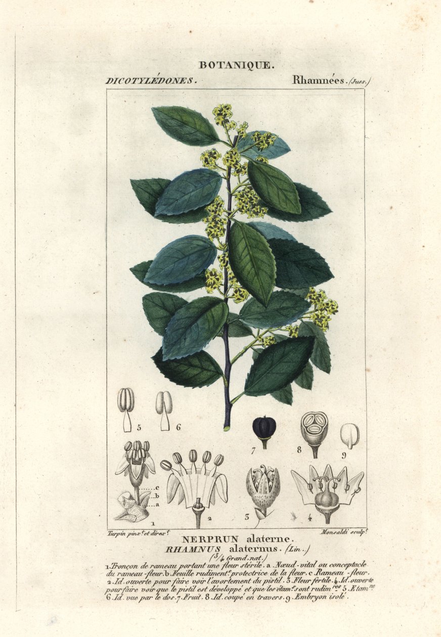 Mediterranean buckthorn, Rhamnus alaternus by Stanghi Stanghi