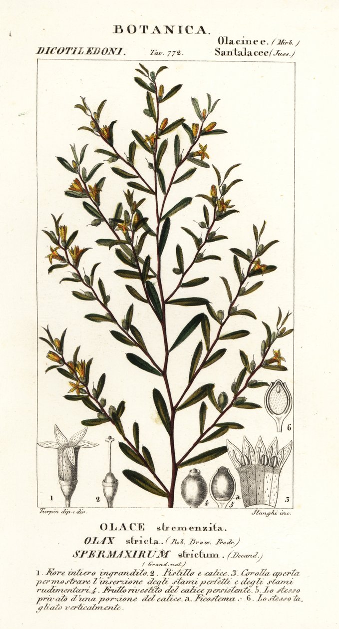 Olax stricta by Stanghi Stanghi