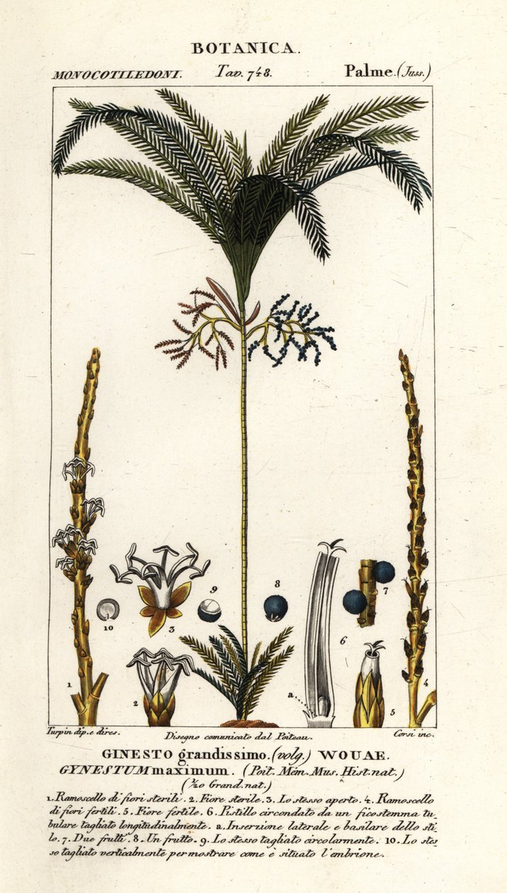 Palm tree, Geonoma maxima by Stanghi Stanghi