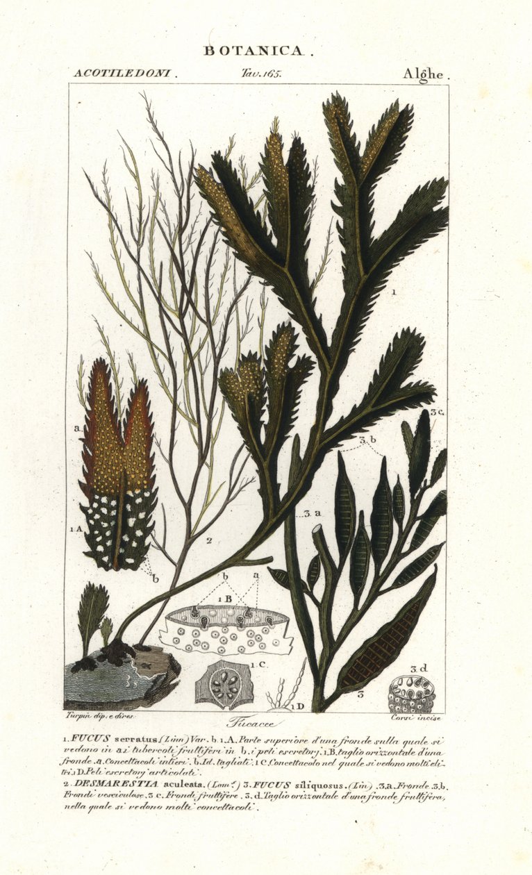 Seaweed species by Stanghi Stanghi