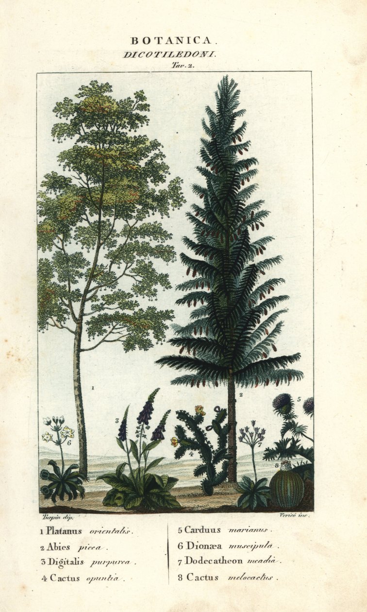 Sycamore, silver fir, foxglove, prickly pear, etc. by Stanghi Stanghi