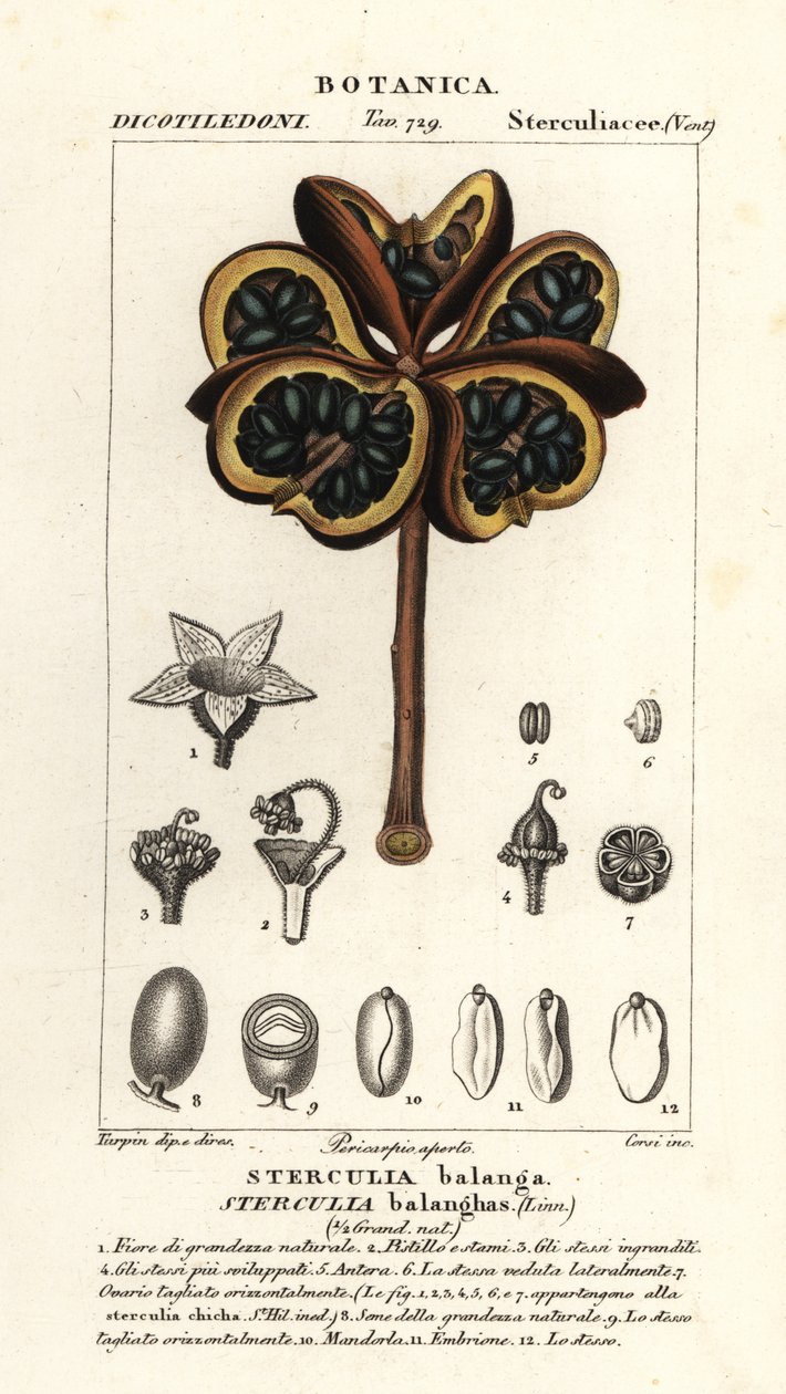 Tropical Chestnut or Nawa Tree, Sterculia Balanghas by Stanghi Stanghi