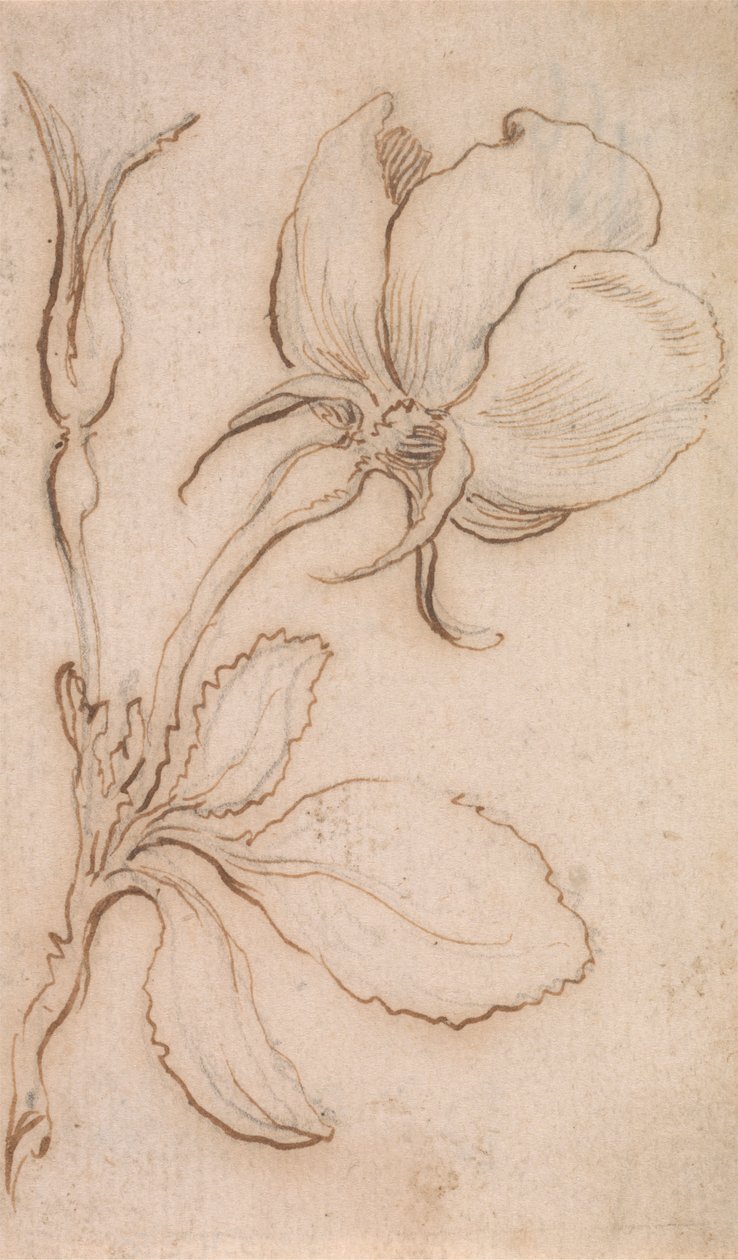 A Study in Pinks and Roses by Stefano della Bella