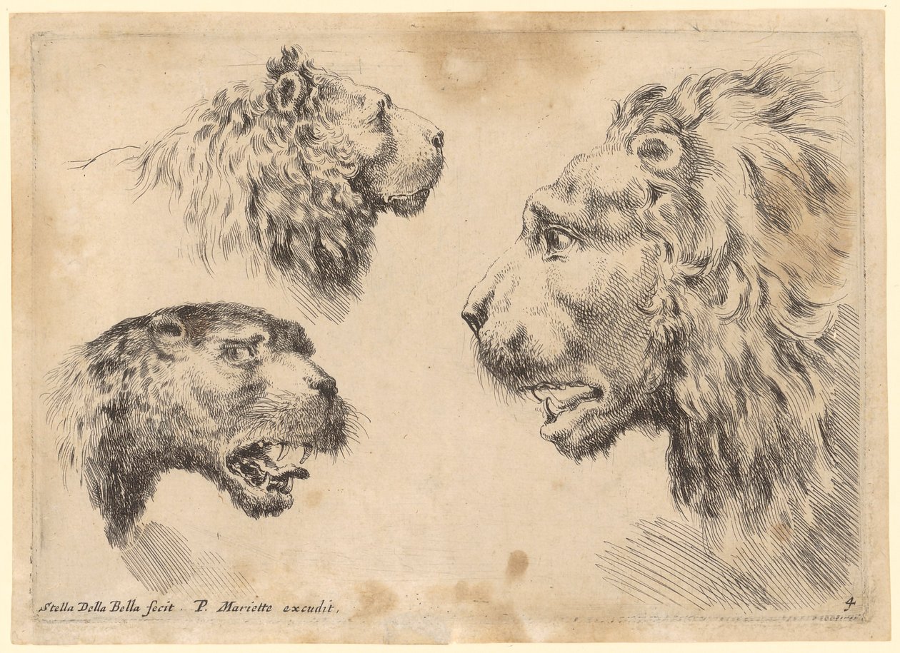 Three Lion Heads by Stefano della Bella