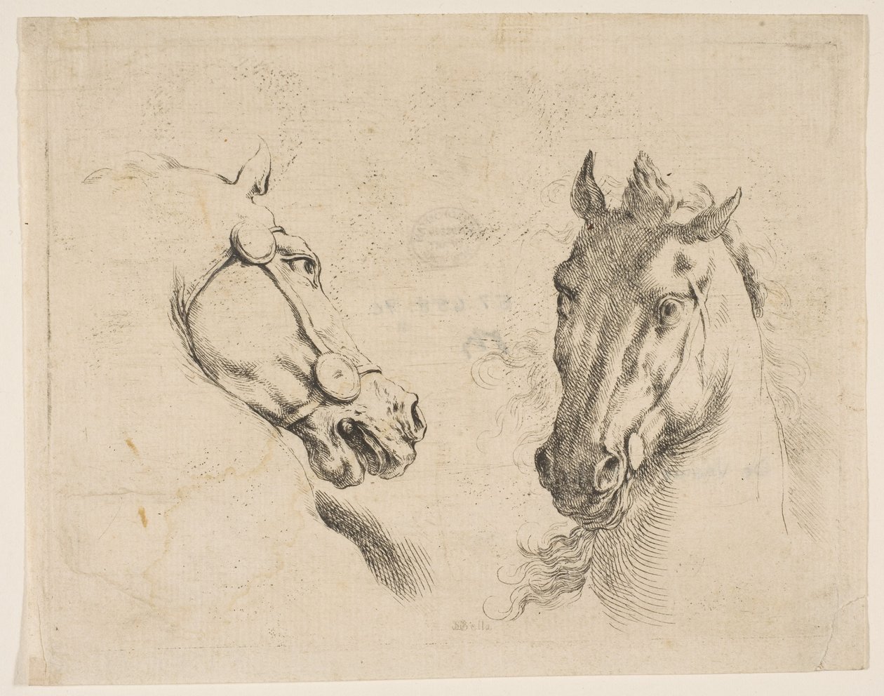 Two Horse Heads by Stefano della Bella