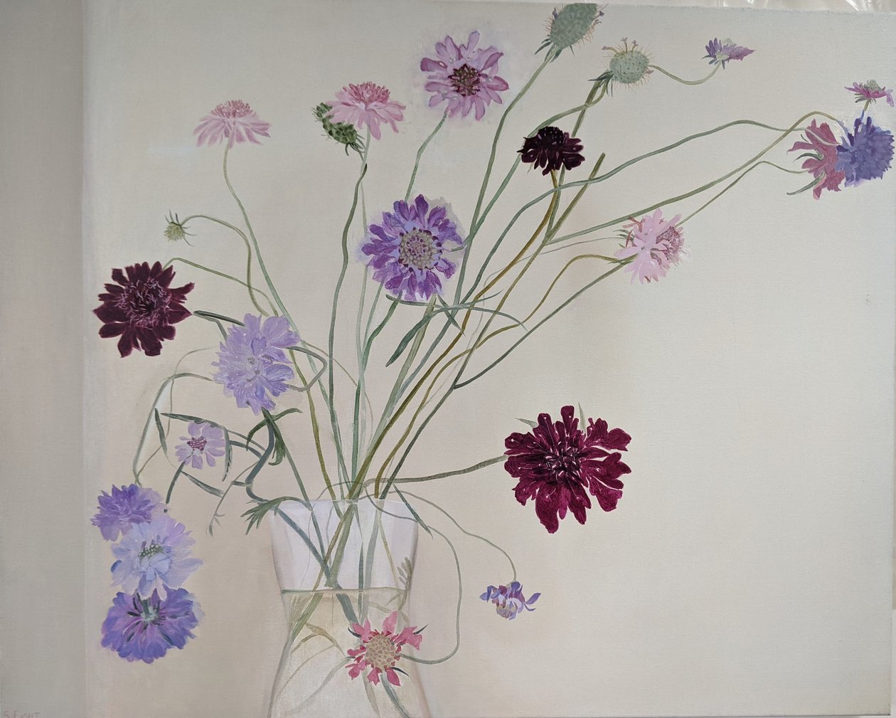 Glorious Scabious, 2021 by Suzy Fasht
