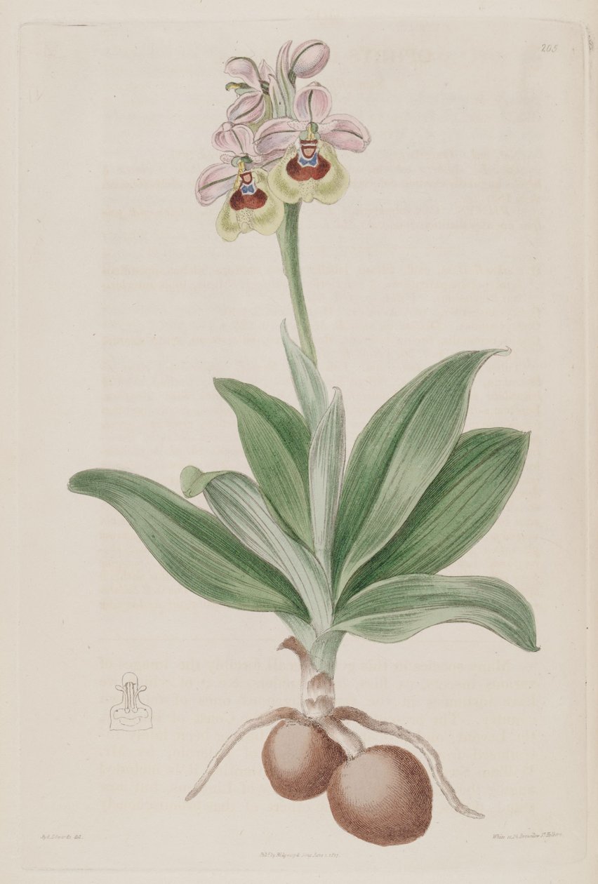 Illustration of Ophrys tenthredinifera by Sydenham Teast Edwards