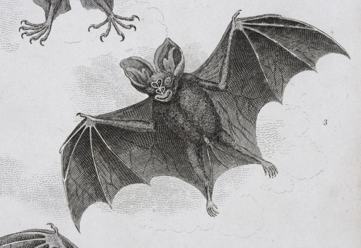 Bat, Engraved by Milton by Sydenham Teast Edwards