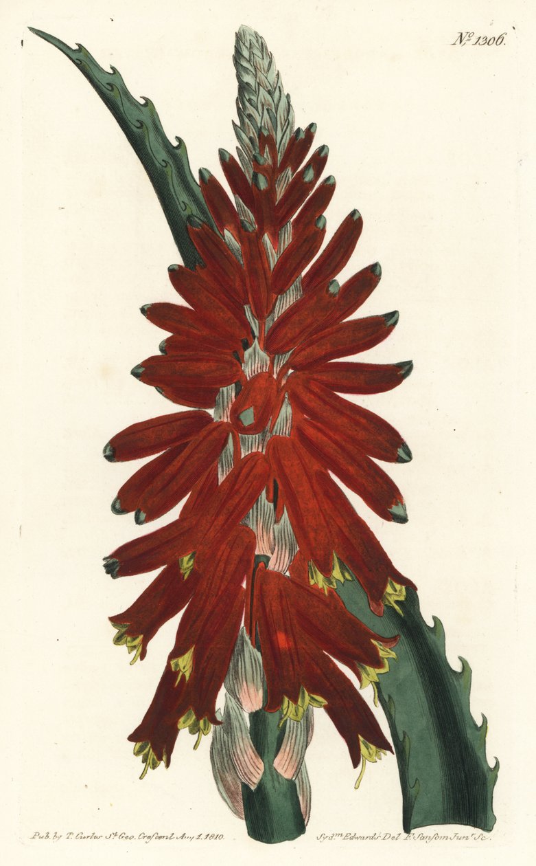 Narrow leaved sword aloe, Aloe arborescens. by Sydenham Teast Edwards