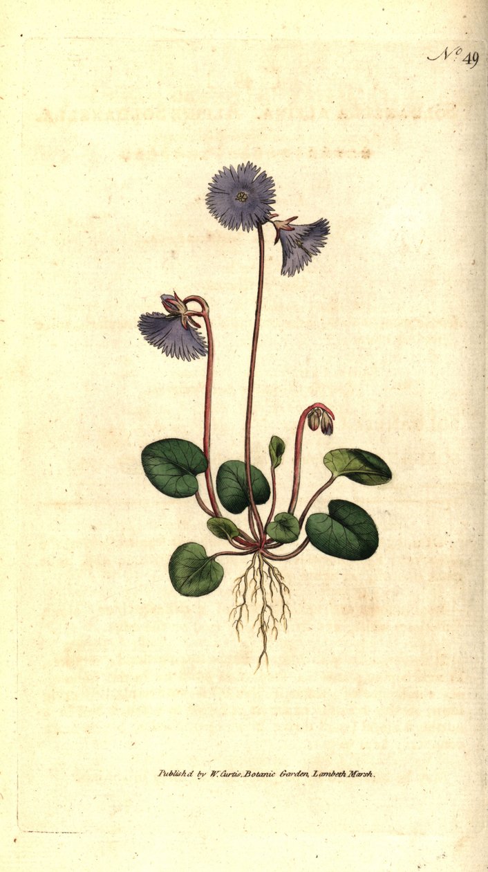 Alpine Soldanella by Sydenham Teast Edwards