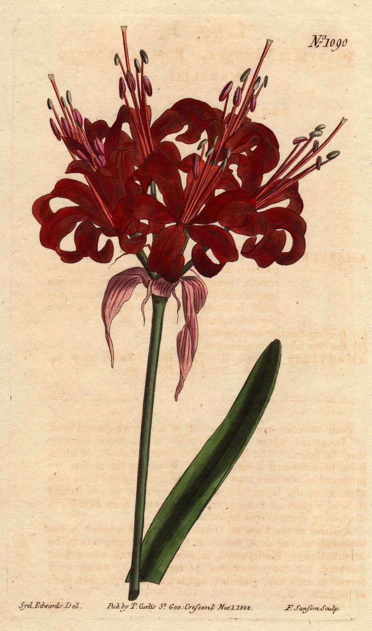 Amaryllis poppy color, with dark crimson flowers, flowering from a single foot by Sydenham Teast Edwards
