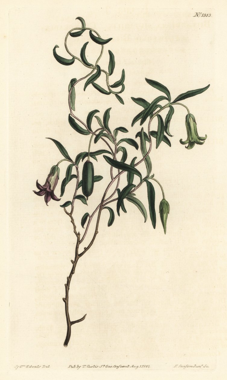Apple Berry from William Curtis