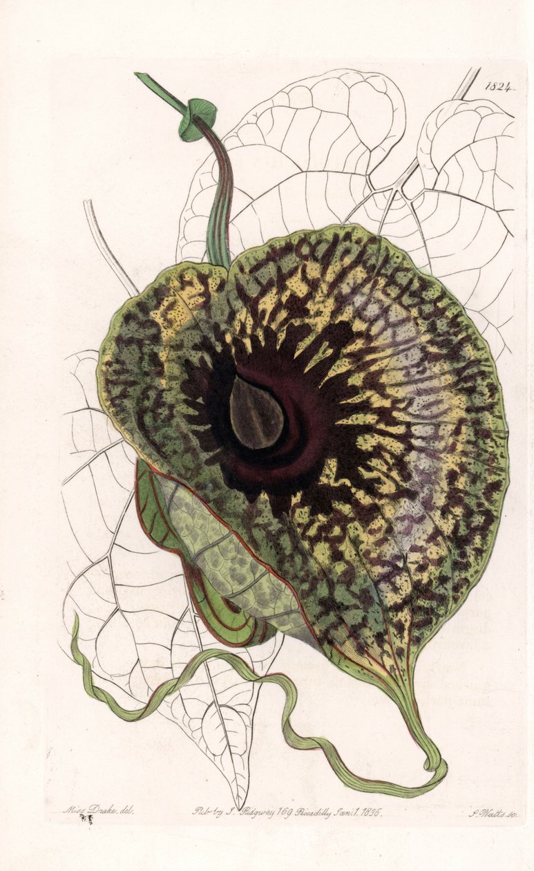 Aristoloche Variete - Plate engraved by S.Watts, from an illustration by Sarah Anne Drake, from the Botanical Register of Sydenham Edwards, England by Sydenham Teast Edwards