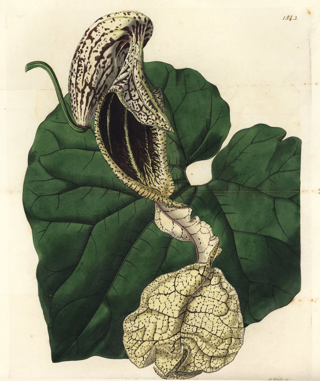 Boat-flowered Birthwort from Sydenham Edwards