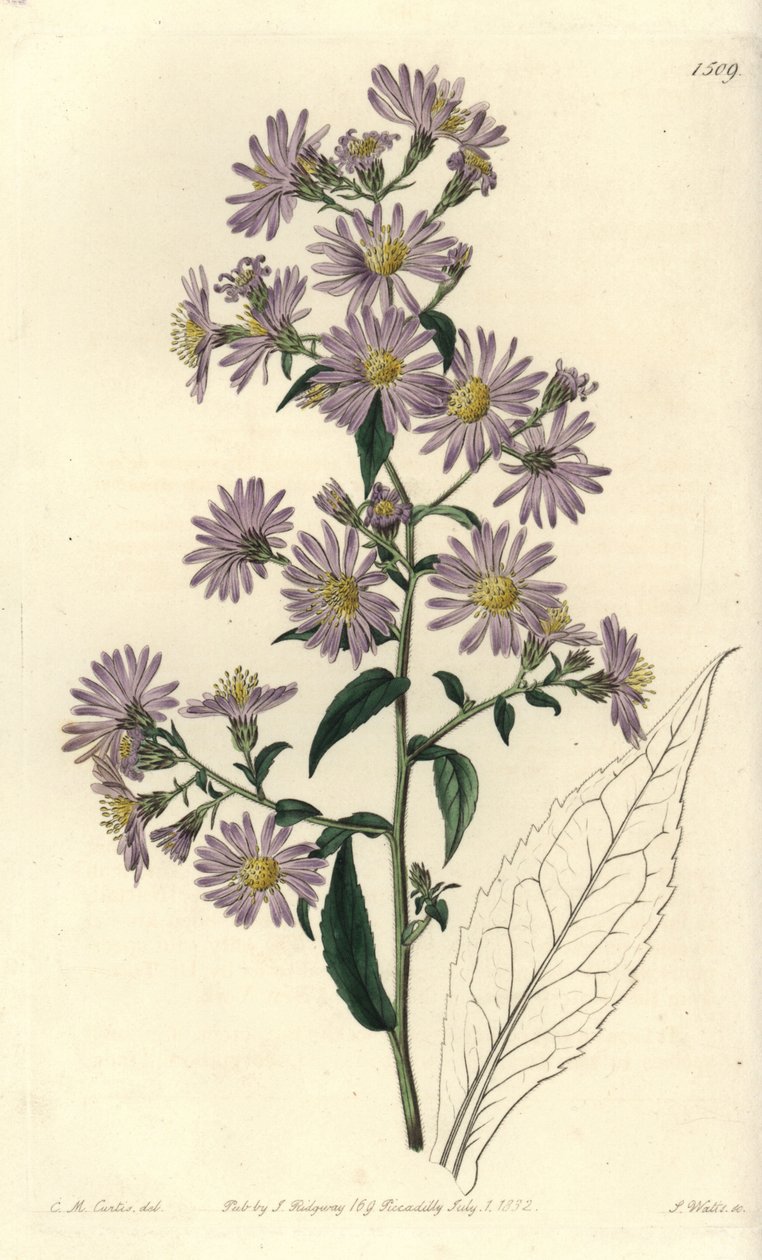 Panicled Aster by Sydenham Teast Edwards