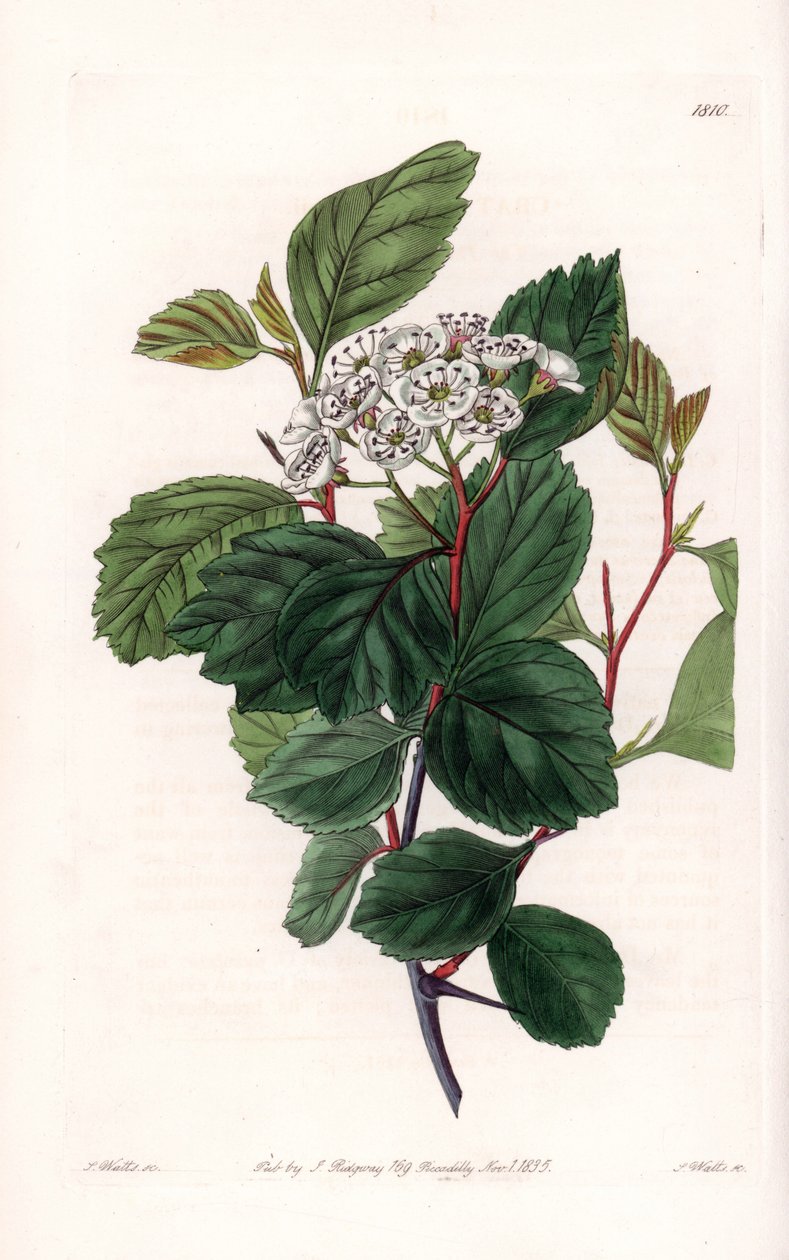 Hawthorn or White Thorn, Native of North America by Sydenham Teast Edwards