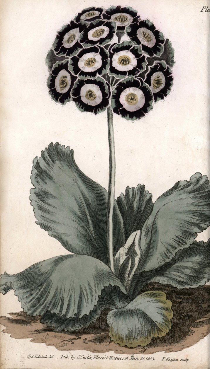 Auricle or Bear Ear by Sydenham Teast Edwards