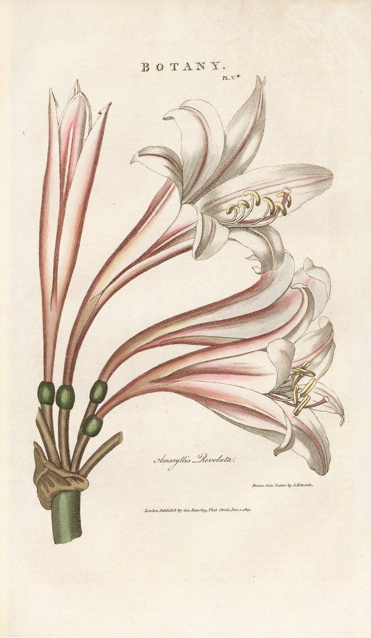 Barbados Lily by Sydenham Teast Edwards