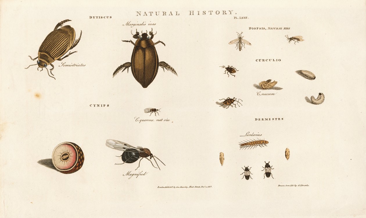 Beetle Species and Their Developmental Stages by Sydenham Teast Edwards